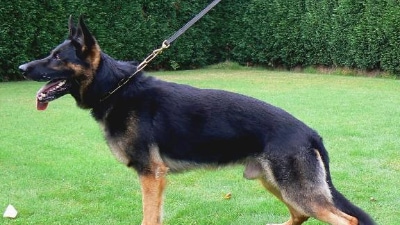 dog 1